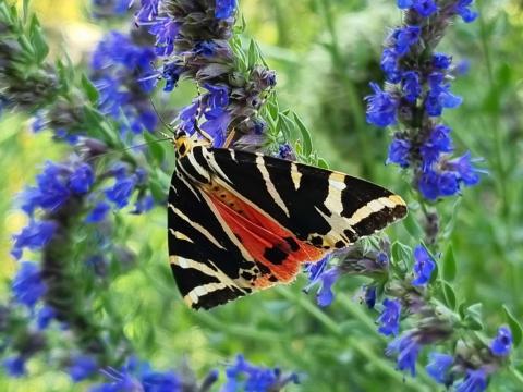 FLATTER- FALTER Samenmischung